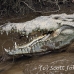 crocodile_american_tar_h_1546_cos2549.jpg